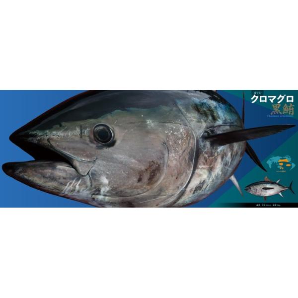 小学館の図鑑neo 新版 魚 ｄｖｄつき Buyee 日本代购平台 产品购物网站大全 Buyee一站式代购 Bot Online