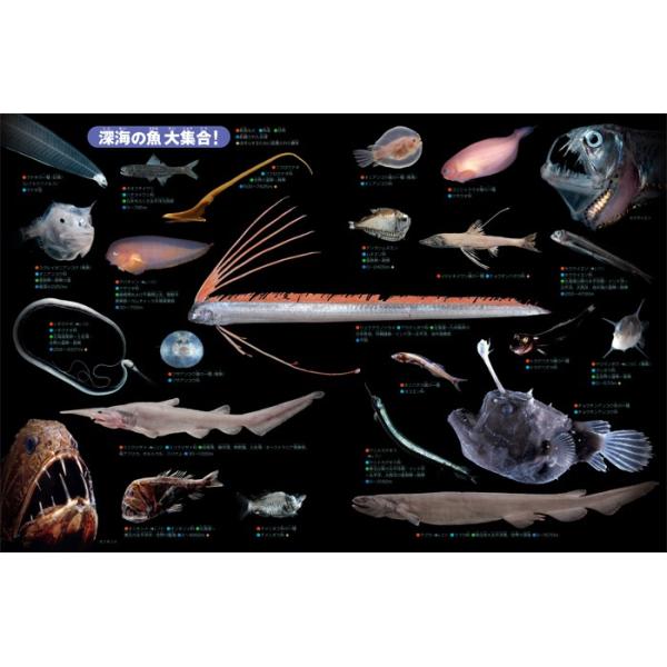 小学館の図鑑NEO ［新版］魚 ＤＶＤつき /【Buyee】 日本代购平台-产品 