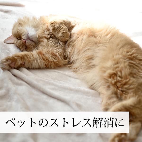 マタタビの実 1kg×5個 またたびの実 乾燥 虫えい果 虫こぶ またたび酒