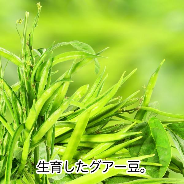 グアー豆の栽培用種子