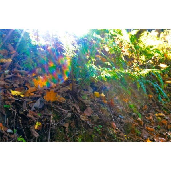 代引き不可 秋元隆良 奇跡の写真 玉響 レインボーオーブ出現 開運 幸運 画像 写真 開運グッズ 開運フォト 開運写真 縁起物 お祝い事 誕生日 母の日 父の日 Yuniho8 ヘルシーラボ 通販 Yahoo ショッピング