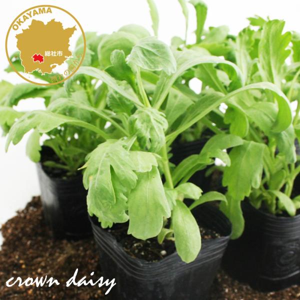 hlower-bloom_crowndaisy- hlower-bloom_crowndaisy-