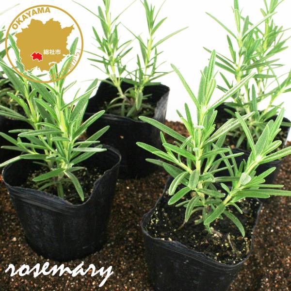 すっきりとした香り。ハーブ ローズマリー。 肉や魚料理に。すっきりとした強い芳香があり、欧米では庭に植えて日常的に利用しています。鎮静、美容に効果があるといわれ、ヨーロッパではローズマリーを生活に取り入れた王侯貴族の若返り伝説があります。●...