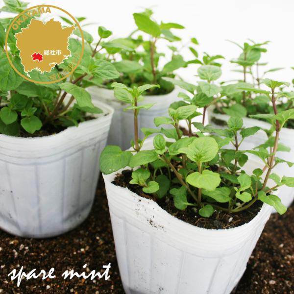 スペアミントは爽やかですがやわらかな清涼感がある香りがします。生の茎や葉を収穫してフレッシュハーブティーにして飲むのはお奨めです。料理のほかジュース、サラダ、ワインなどに利用されます。ポプリやお風呂、ハーブティーにもどうぞ！ スペアミントは...