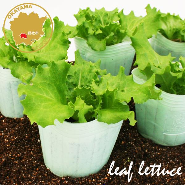 hlower-bloom_lettuce-parigreen