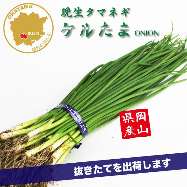 ケルセチンを多く含み長期貯蔵が可能抗酸化力が強く、活性酸素の働きを抑える機能性成分「ケルセチン」を、秋まき従来品種の約1.5倍含み、肉色はやや黄色を呈する。熟期は晩生で玉しまり、揃いがよく、貯蔵中の萌芽（ほうが）や尻部の動きが遅く、長期貯蔵...