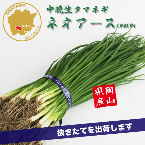 高品質で色ツヤと貯蔵性に優れる作りやすい中晩生種！玉は豊円球で、揃い・しまりとも良好。特に皮色が濃く、ツヤがあり美しい。安定した品質で貯蔵病害にも強い。【中晩生タマネギ】一球約 350g熟期：中晩生●100本(100本より多めに入れます)●...