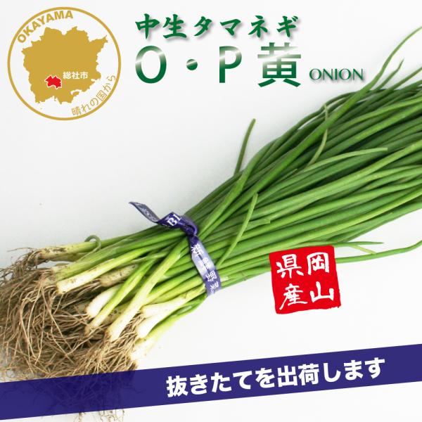 苗立ちがよく作りやすい中生種！強勢で作りやすい中生種。貯蔵力に優れ、12月末までの貯蔵が可能で、品質は上々。玉は甲高球で、揃い・しまりともによく、大玉となる。一球約 320g熟期：中生●50本(50本より多めに入れます)●約30cm〜●岡山...