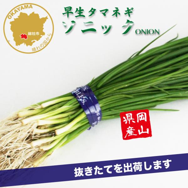 [Release date: October 24, 2021]早どりして夏まで貯蔵可能！玉は甲高の大玉によく揃い、早どりができる。玉の色ツヤがよく、首部も細くてよくしまる。生育旺盛で作りやすく、早生種でありながら8月末まで貯蔵が可能。【早...