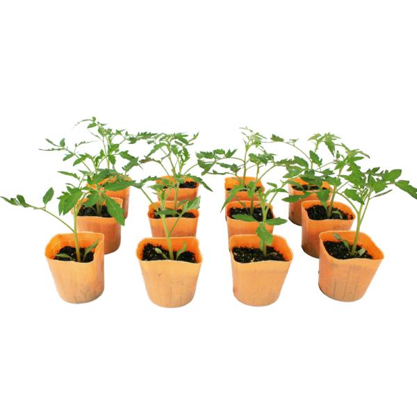 大玉トマト サターン 野菜苗 12ポットセット 3号ポット フラワー