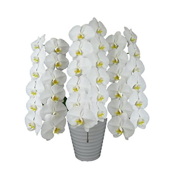 胡蝶蘭白大輪3本立ち36輪以上 赤ラグジュアリーラッピング付き 花うえ