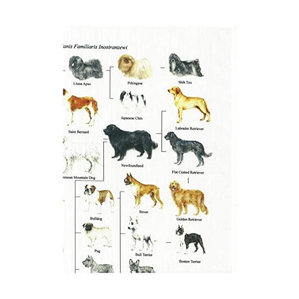 犬の系統図 The Genealogical Of Tree Dog 入手困難