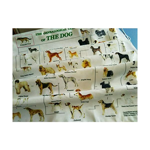 犬の系統図 The Genealogical Of Tree Dog 入手困難