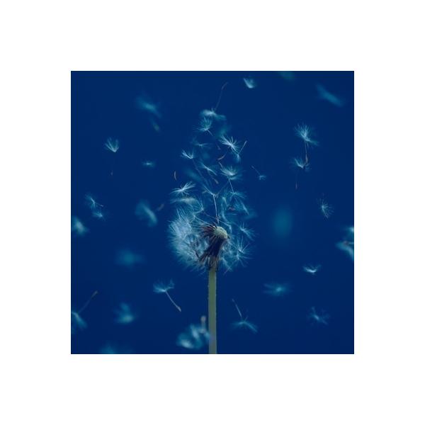 発売日:2022年06月22日 / ジャンル:ジャパニーズポップス / フォーマット:CD / 組み枚数:1 / レーベル:Toysfactoryレコード / 発売国:日本 / 商品番号:TFCC-86863 / その他:通常盤 / アーテ...