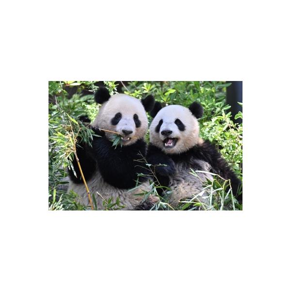 発売日:2026年01月 / ジャンル:アート・エンタメ / フォーマット:本 / 出版社:宝島社 / 発売国:日本 / ISBN:9784299075017 / アーティストキーワード:高氏貴博 高氏 貴博 パンダ 毎日パンダ内容詳細:上...