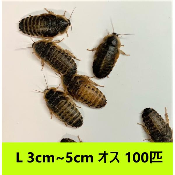 デュビア Lサイズ オス 2.5cm〜５cm 【１００匹 】送料無料（クリックポスト）死着補償あり