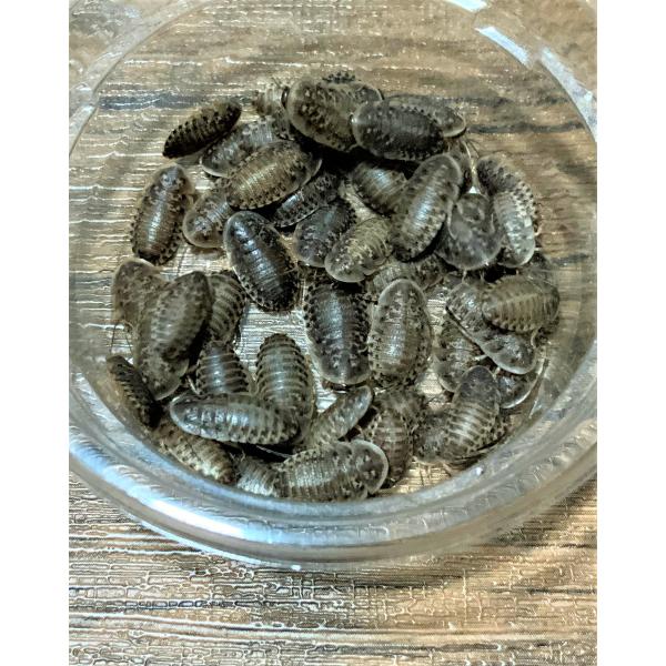 デュビア Mサイズ ２cm〜３cm 【500匹 】送料無料　死着補償あり