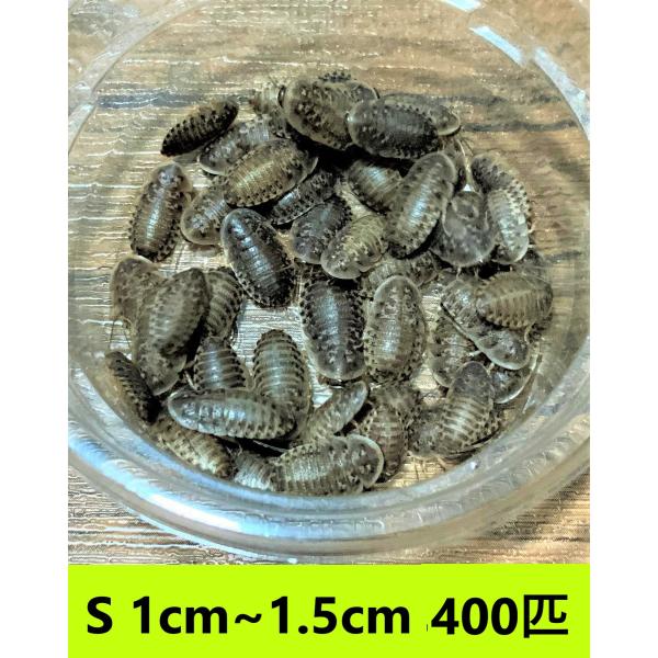 デュビア　Sサイズ　1cm〜1.5cm【４００匹】　送料無料（クリックポスト）死着補償あり
