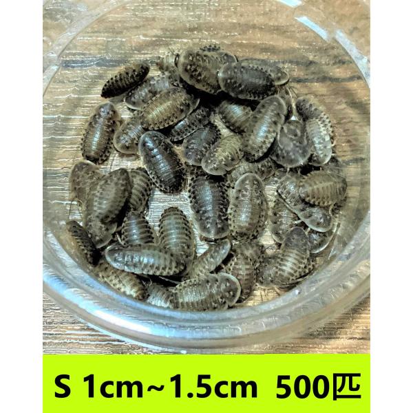 デュビア　Sサイズ　1cm〜1.5cm【５００匹】　送料無料（クリックポスト）死着補償あり