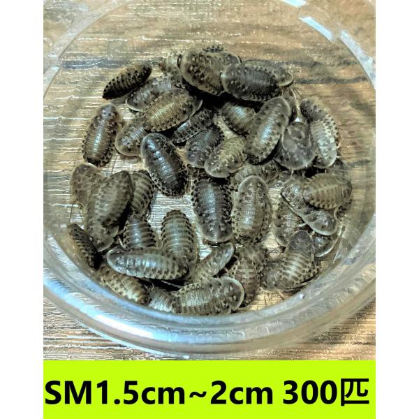 デュビア　SMサイズ　1.5cm〜2cm【３００匹】　送料無料（クリックポスト）死着補償あり