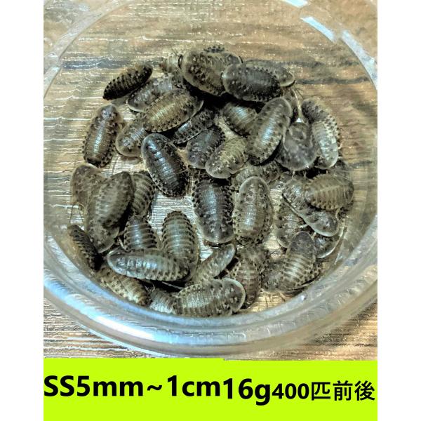 デュビア　SSサイズ　５mm〜１cm  16g【４００匹前後】　送料無料（クリックポスト）死着補償あり