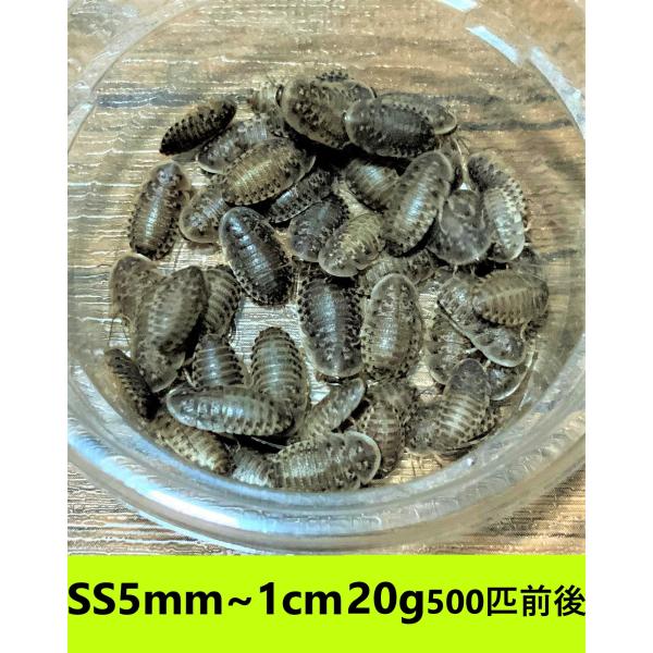 デュビア　SSサイズ　５mm〜１cm  20g【５００匹前後】　送料無料（クリックポスト）死着補償あり
