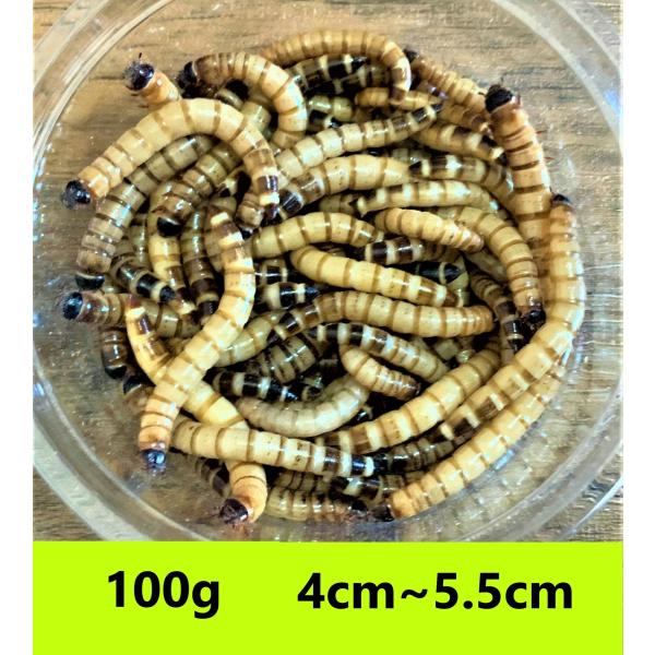 ジャイアントミルワーム　１００g  送料無料（クリックポスト）補償あり