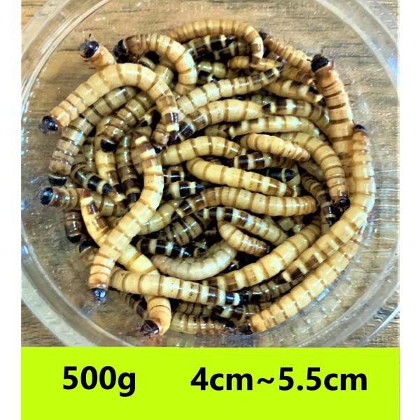 ジャイアントミルワーム　５００g  送料無料（レターパックプラス）補償あり