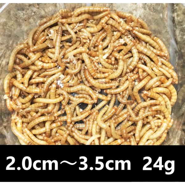 ミルワーム 24g 2cm〜3.5cmサイズ(180匹〜270匹前後)【クリックポスト】