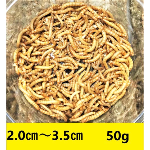 ミルワーム　50ｇ　送料無料 2cm〜3.5cmサイズ（レターパックプラス）補償あり