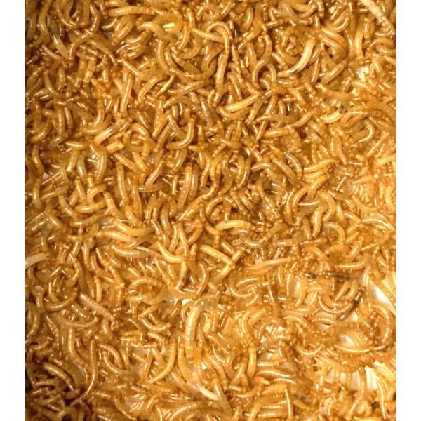 ミルワーム 極小 50匹 0.4cm〜0.9cmサイズ 送料無料