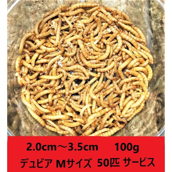 ミルワーム　100ｇ＋デュビアMサイズ50匹　送料無料 2.0cm〜3.5cmサイズ（レターパックプラス）死着補償あり
