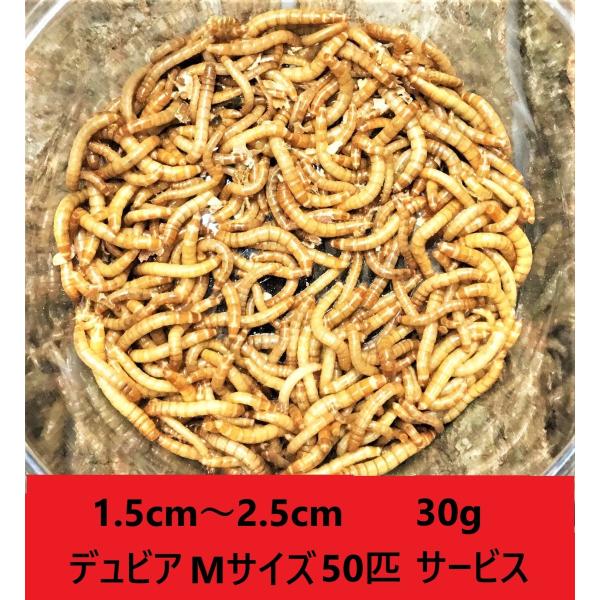 ミルワーム　３０g（５８０匹〜６２０匹）＋デュビアMサイズ50匹サービス　送料無料 1.5cm〜2.5cmサイズ（レターパックプラス）死着補償あり