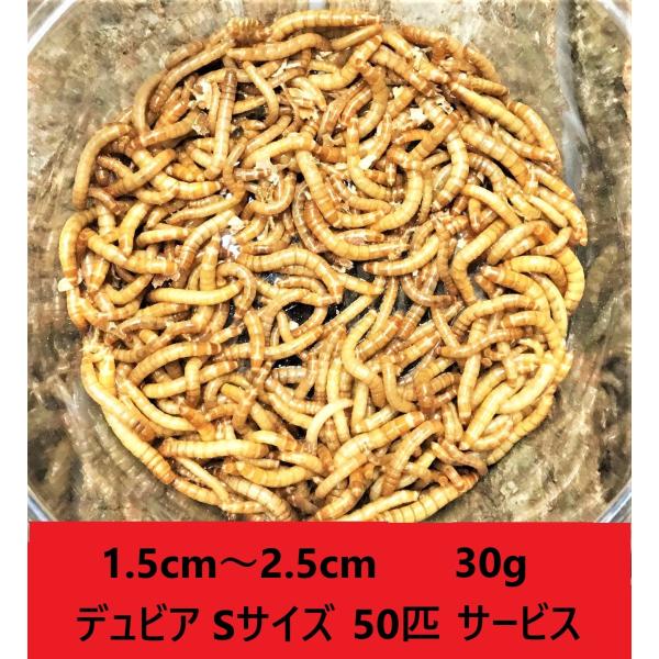 ミルワーム　30ｇ(５８０匹〜６２０匹）＋デュビアSサイズ50匹サービス　送料無料 1.5cm〜2.5cmサイズ（レターパックプラス）死着補償あり