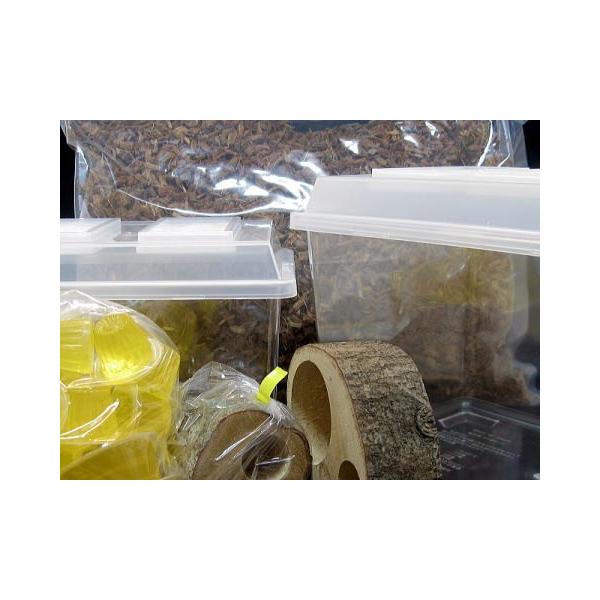 カブト成虫飼育セット　中型種用