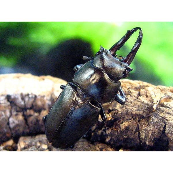 キンオニクワガタ初令〜2令幼虫 : 昆虫専門店ホビー倶楽部 - 通販