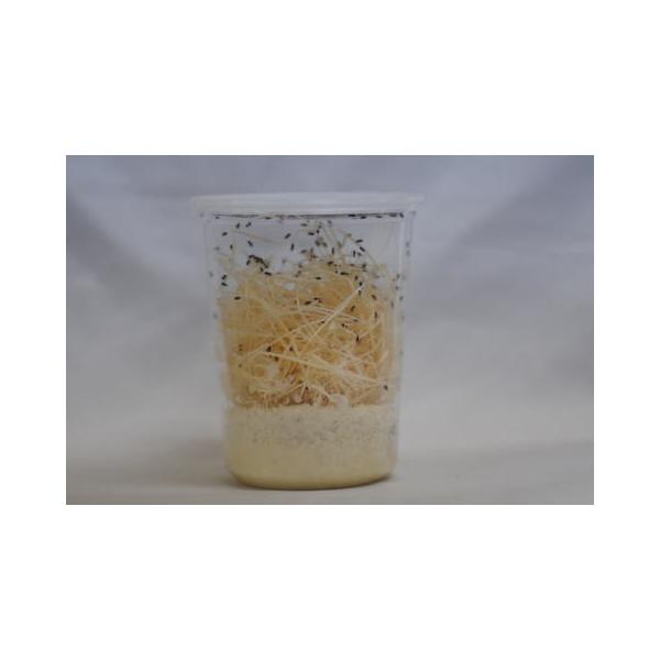 トリニドショウジョウバエ【フライトレス・両生類・肉食昆虫の餌】