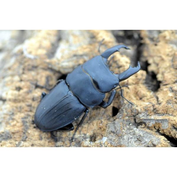 超大型スジブトヒラタ成虫ペア ♂70mm ♀FREE 【BE-KUWAギネス