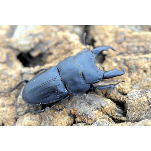 スジブトヒラタ大型♂標本超大型スジブトヒラタ成虫ペア ♂70mm