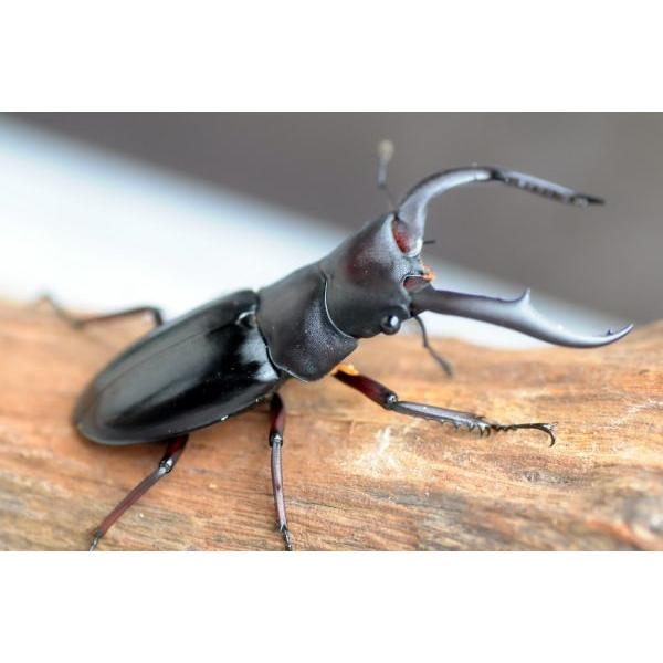 メルキオリティス フタマタ♂70mmUp ♂単品 : 昆虫専門店ホビー