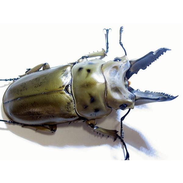 ババオウゴンオニクワガタ♂62mm単品【格安品】 : 昆虫専門店ホビー 