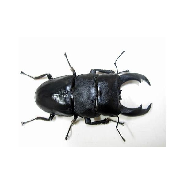 テイオウヒラタ♂89mm♀FREE成虫ペア :10001850:昆虫専門店ホビー倶楽部 - 通販 - Yahoo!ショッピング テイオウヒラタ♂89mm♀FREE成虫ペア :10001850:昆虫専門店ホビー倶楽部 - 通販 - Yahoo!ショッピング