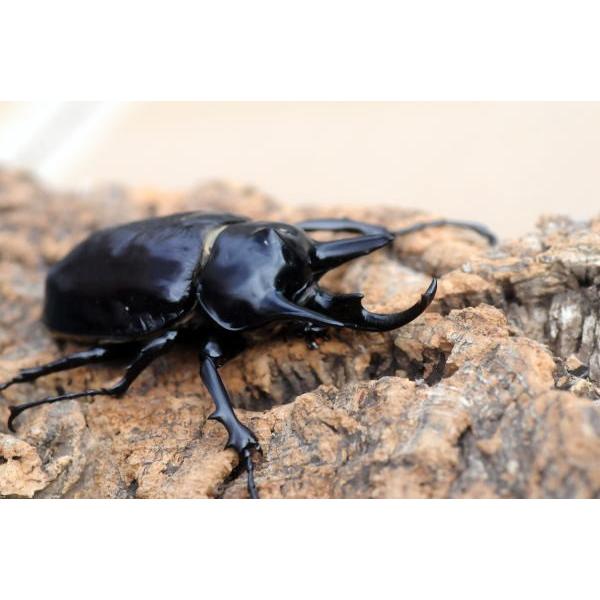 昆虫標本 メガソマ属 ゾウカブト アクティオン ヤヌス マルスなど 2025年最新】アクティオンゾウカブト標本の人気アイテム - メルカリ