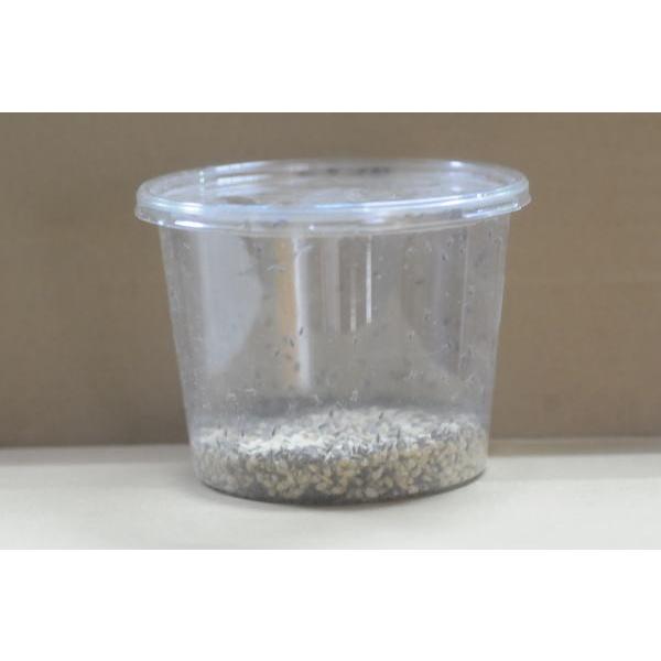 コクゾウムシ50匹 両生類 小型爬虫類の餌 Kokuzou 昆虫専門店ホビー倶楽部 通販 Yahoo ショッピング