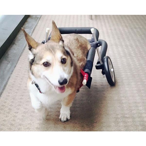 中型犬用車いす 歩行器 老犬 歩行介助 ヘルニア 麻痺 室内 リハビリ コーギー ビーグル 柴犬 シュナウザー等 Buyee Buyee 日本の通販商品 オークションの代理入札 代理購入