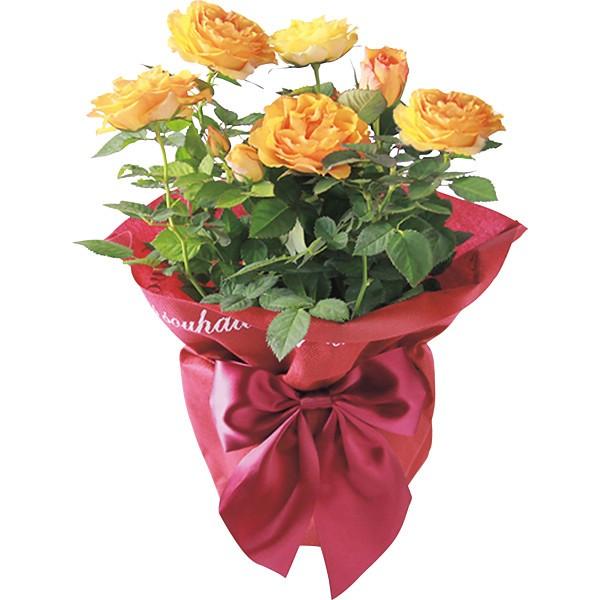 母の日 遅れてごめんね ミニバラ鉢植え マンダリナ コルダーナ 母の日ギフト プレゼント 鉢花 ギフト グルメ北海道 通販 Yahoo ショッピング