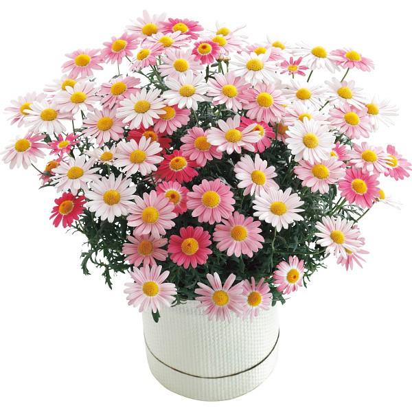 母の日 ギフト 贈り物 送料無料 マーガレット鉢植え ストロベリーホイップ 母の日の贈り物 2020 プレゼント 鉢花 鉢植え 鉢植 カーネーション 花 生花 206703032 ギフト グルメ北海道 通販 Yahoo ショッピング