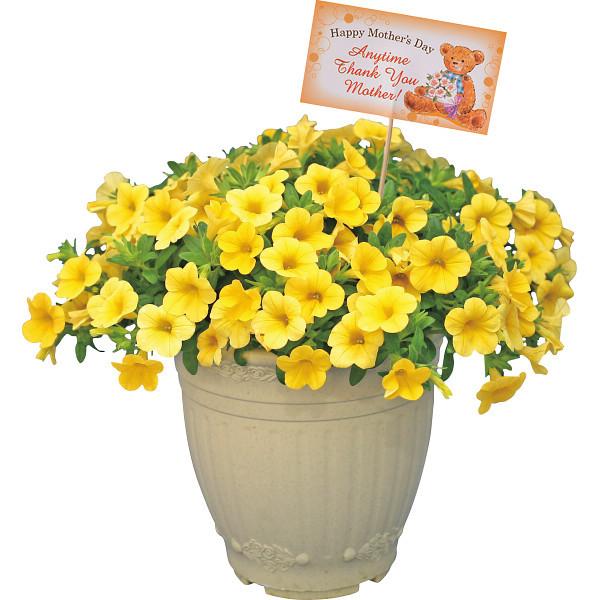 母の日 花 鉢植え ギフト 送料無料 カリブラコア鉢植え ハッピーイエロー 母の日ギフト 21 鉢植え 生花 鉢植 花 メッセージカード 21m ギフト グルメ北海道 通販 Yahoo ショッピング