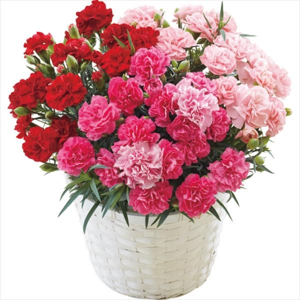 母の日 22 花 ギフト 送料無料 カーネーション ３色鉢植え６号鉢 カーネーション 母の日ギフト 22 鉢花 鉢植 生花 お花 鉢植え 植物 かわいい Smhac ギフト グルメ北海道 通販 Yahoo ショッピング
