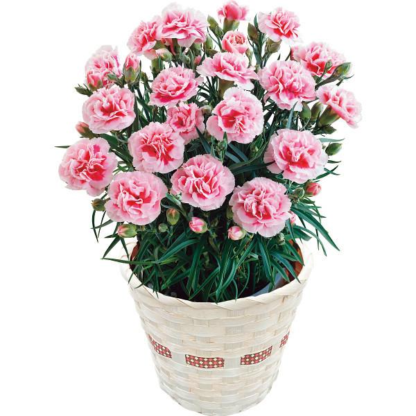 母の日 22 花 ギフト 送料無料 カーネーション鉢植え ミルキーリップ ５号 カーネーション 母の日ギフト 22 鉢花 鉢植 生花 鉢植え 植物 Smhac ギフト グルメ北海道 通販 Yahoo ショッピング